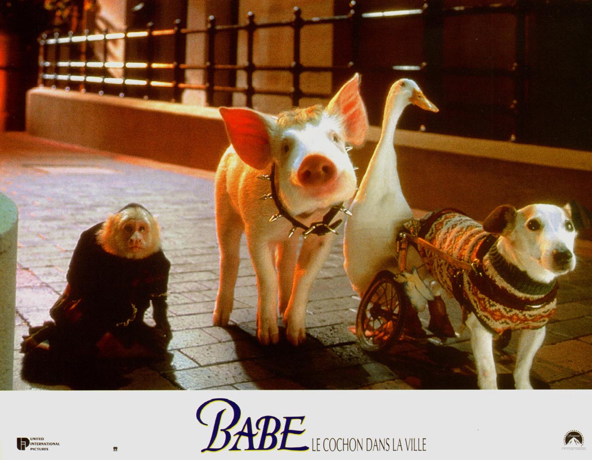 babe-pig-4